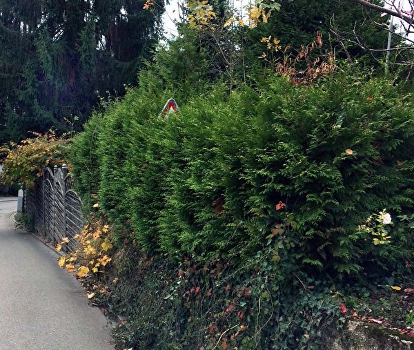 Was als schöner grüner Sichtschutz beginnt, kann schnell zur Gefahr für alle Verkehrsteilnehmenden werden.