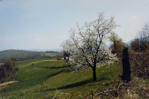 Panorama ukrašena proljetnim cvjetovima domaèe trešnje.
Panoramablick geschmückt mit den Blüten des Kirschbaumes.