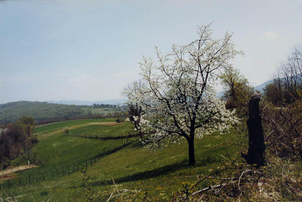 Panorama ukrašena proljetnim cvjetovima domaèe trešnje.
Panoramablick geschmückt mit den Blüten des Kirschbaumes.