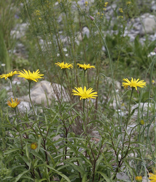 Weidenblättriges Rindsauge (Buphthalmum Salicifolium) 