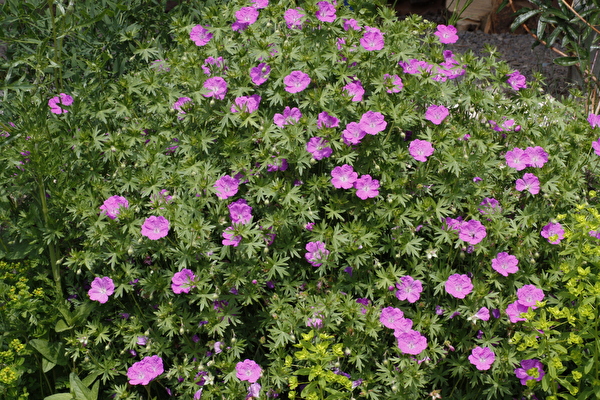 Blutroter Storchenschnabel (Geranium Sanguineum)