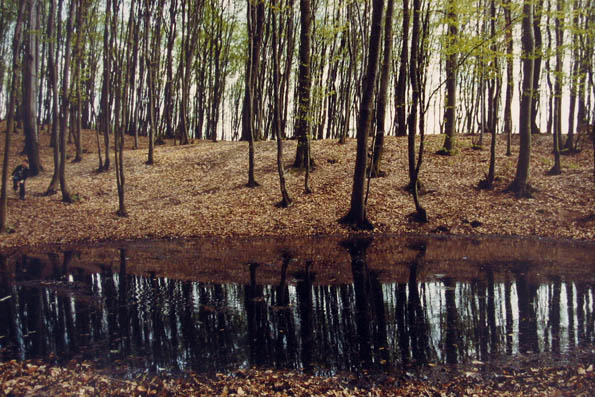 Sjena šumskih stabala u kristalno èistoj vodi.
Schatten der Bäume im kristallklaren Wasser.