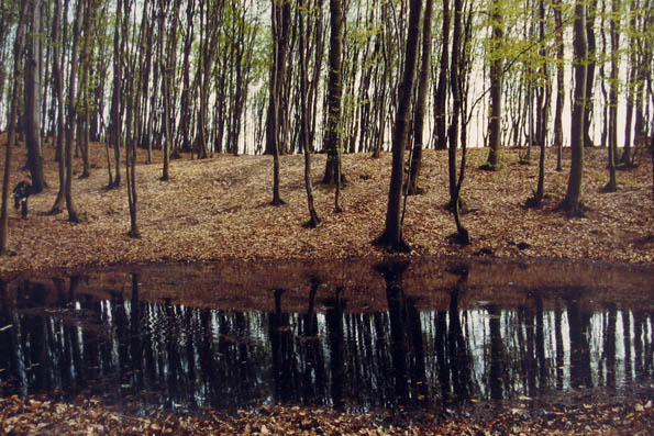 Sjena šumskih stabala u kristalno èistoj vodi.
Schatten der Bäume im kristallklaren Wasser.