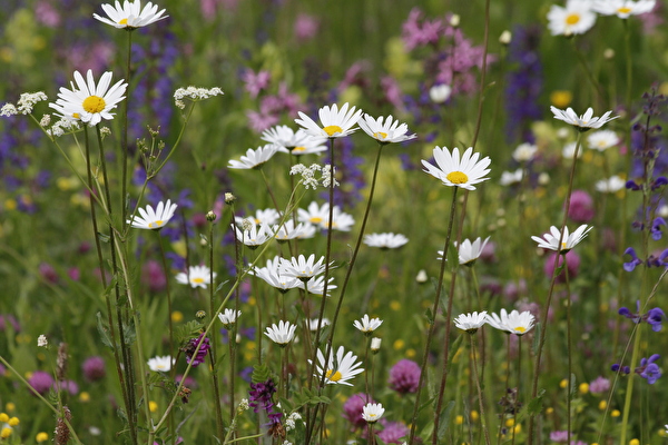 LeucanthemumVulgare
