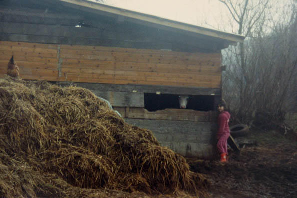 Drvena štala kraj koje stoji djevojèica i miluje tele.
Ein Holzstall, neben welchem ein Mädchen steht und ein Kalb streichelt.