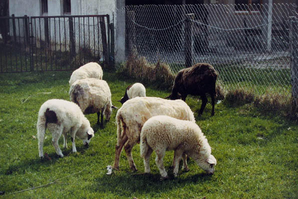Ovce moga komšije nakon šišanja vune sa njih.
Schafe meines Nachbarn, nachdem sie geschoren wurden.