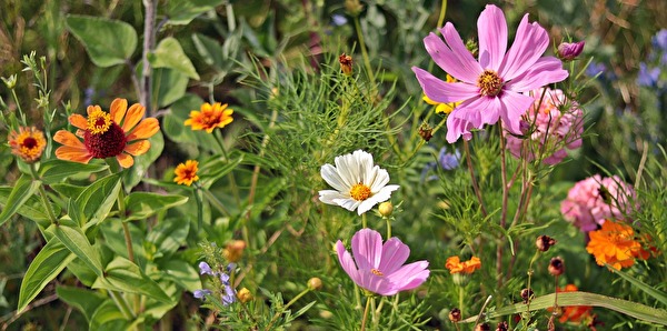 Blumenwiese