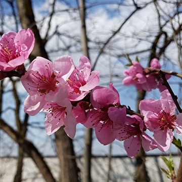 Blume