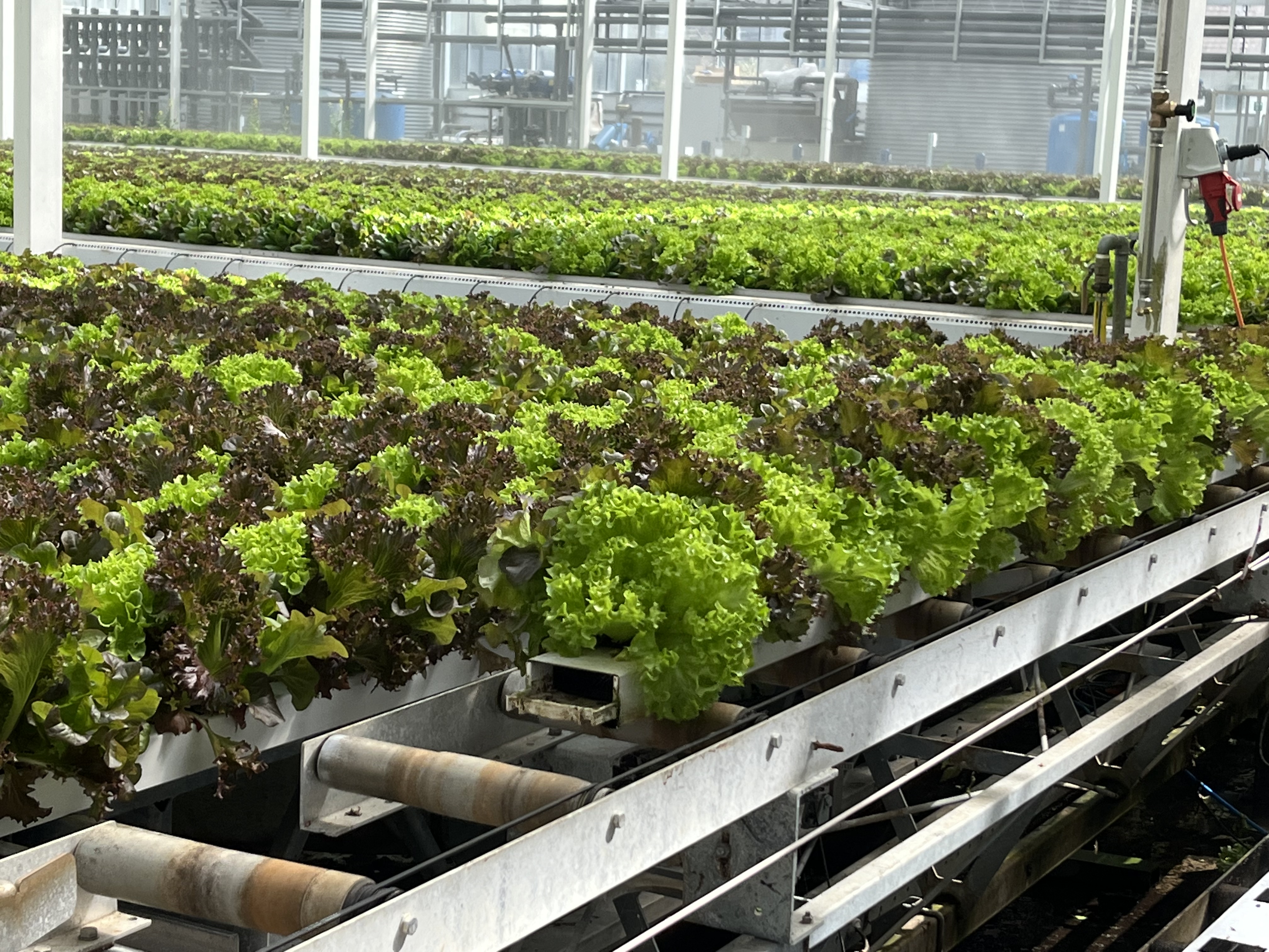 Der fertige Salat wird mittels Förderband zum Verpacken geschickt.