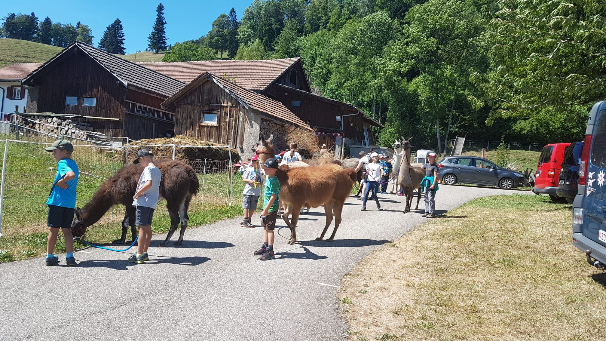 Lamatrekking