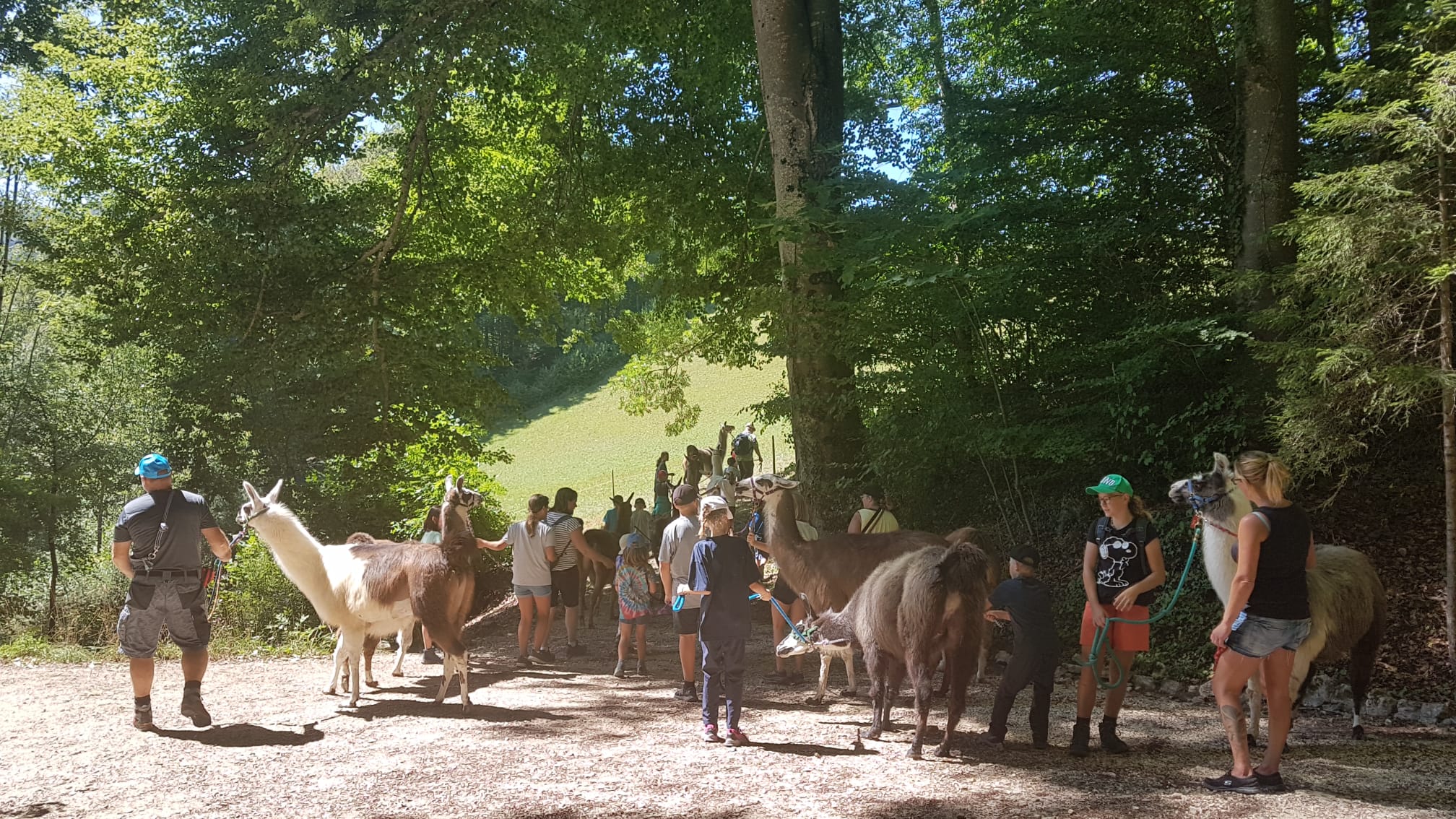 Lamatrekking