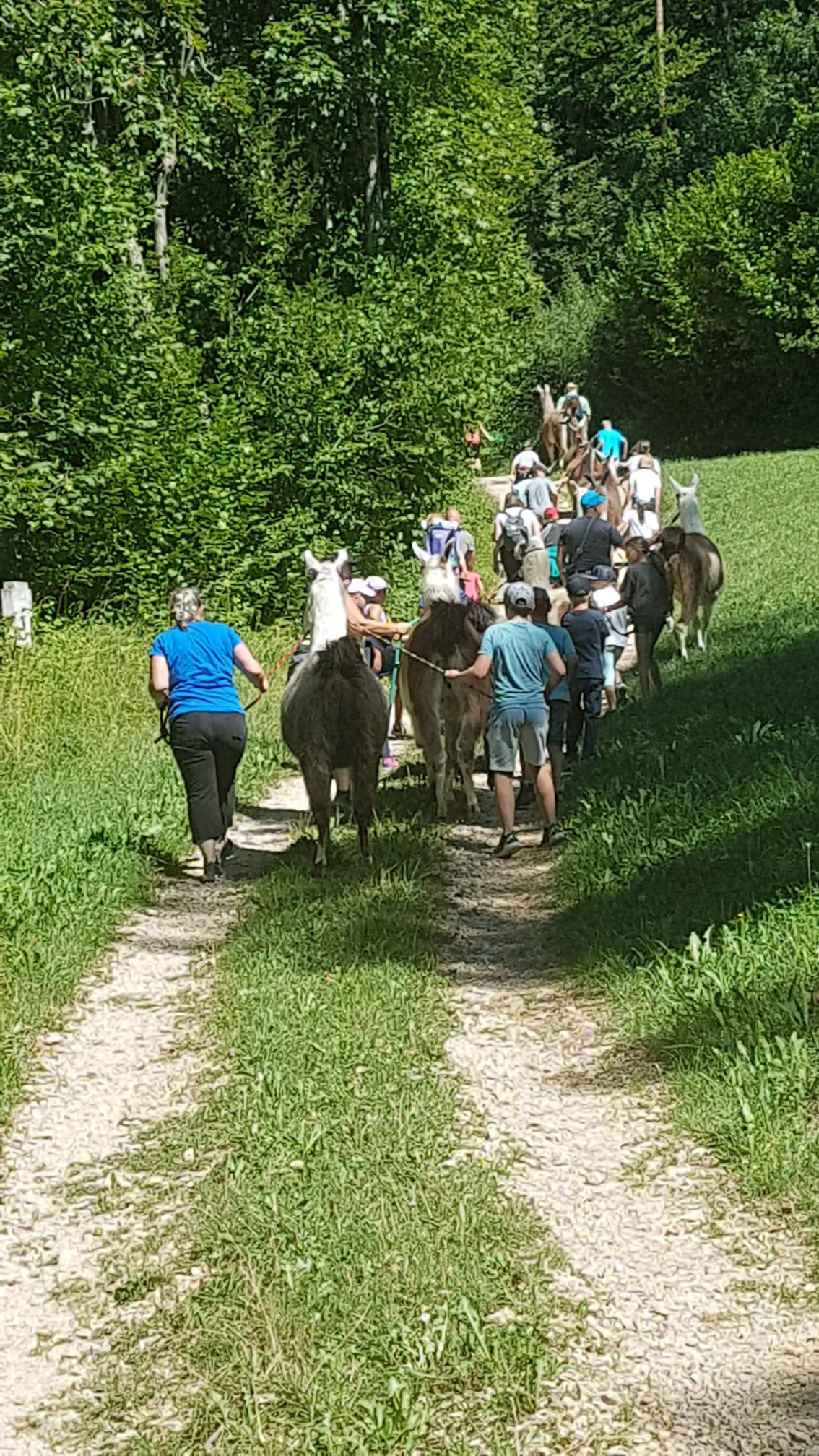 Lamatrekking