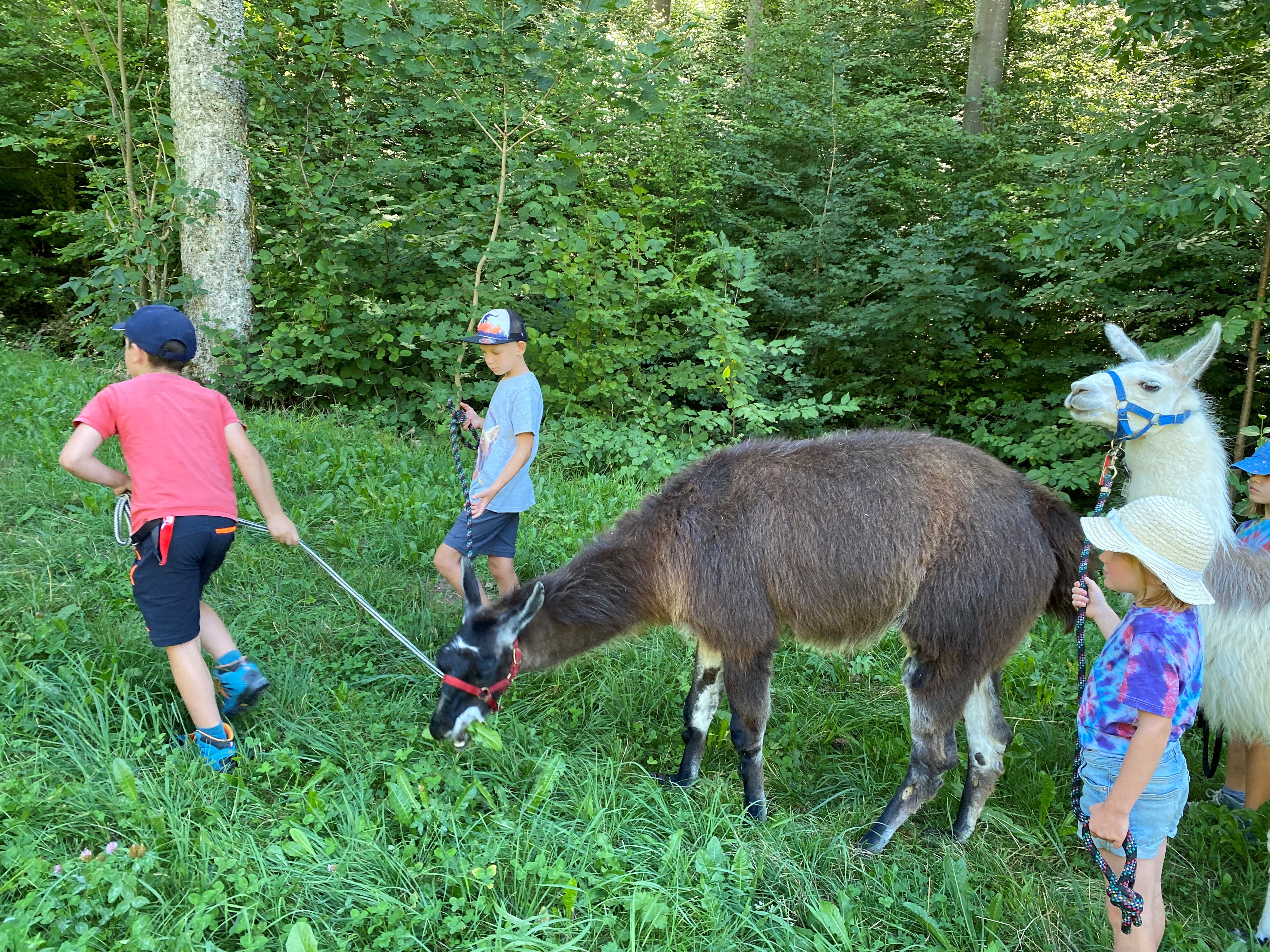 Lamatrekking