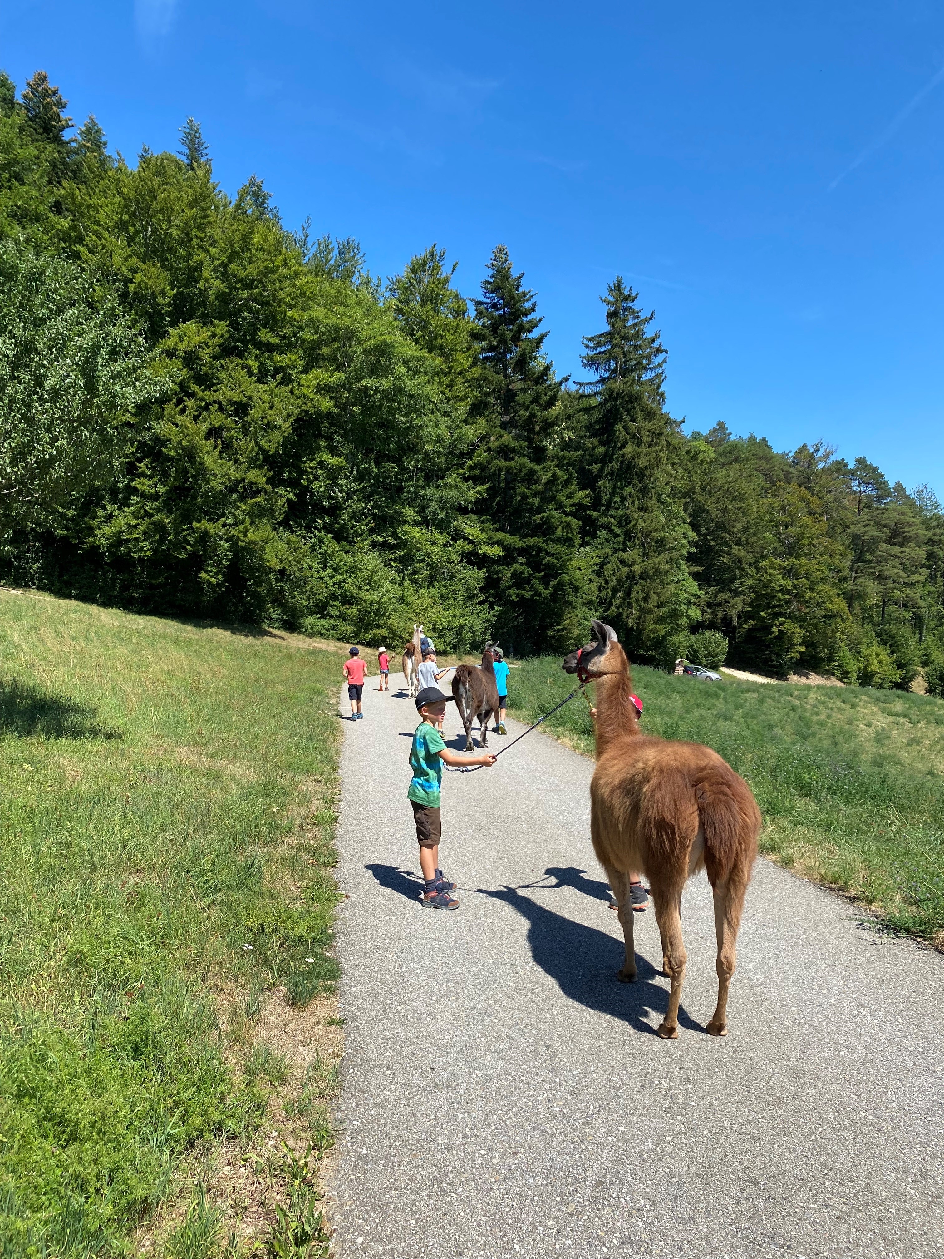 Lamatrekking