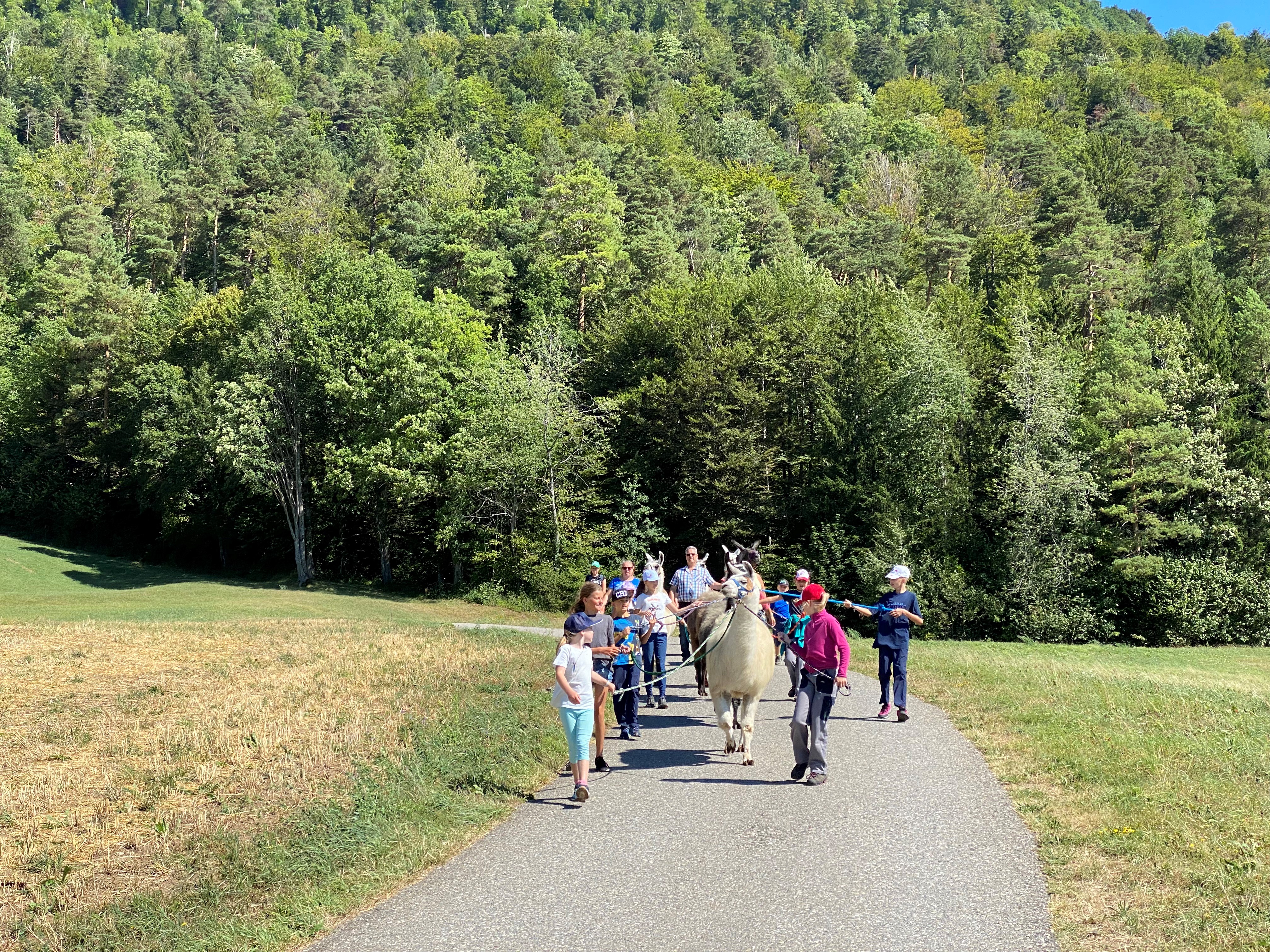Lamatrekking