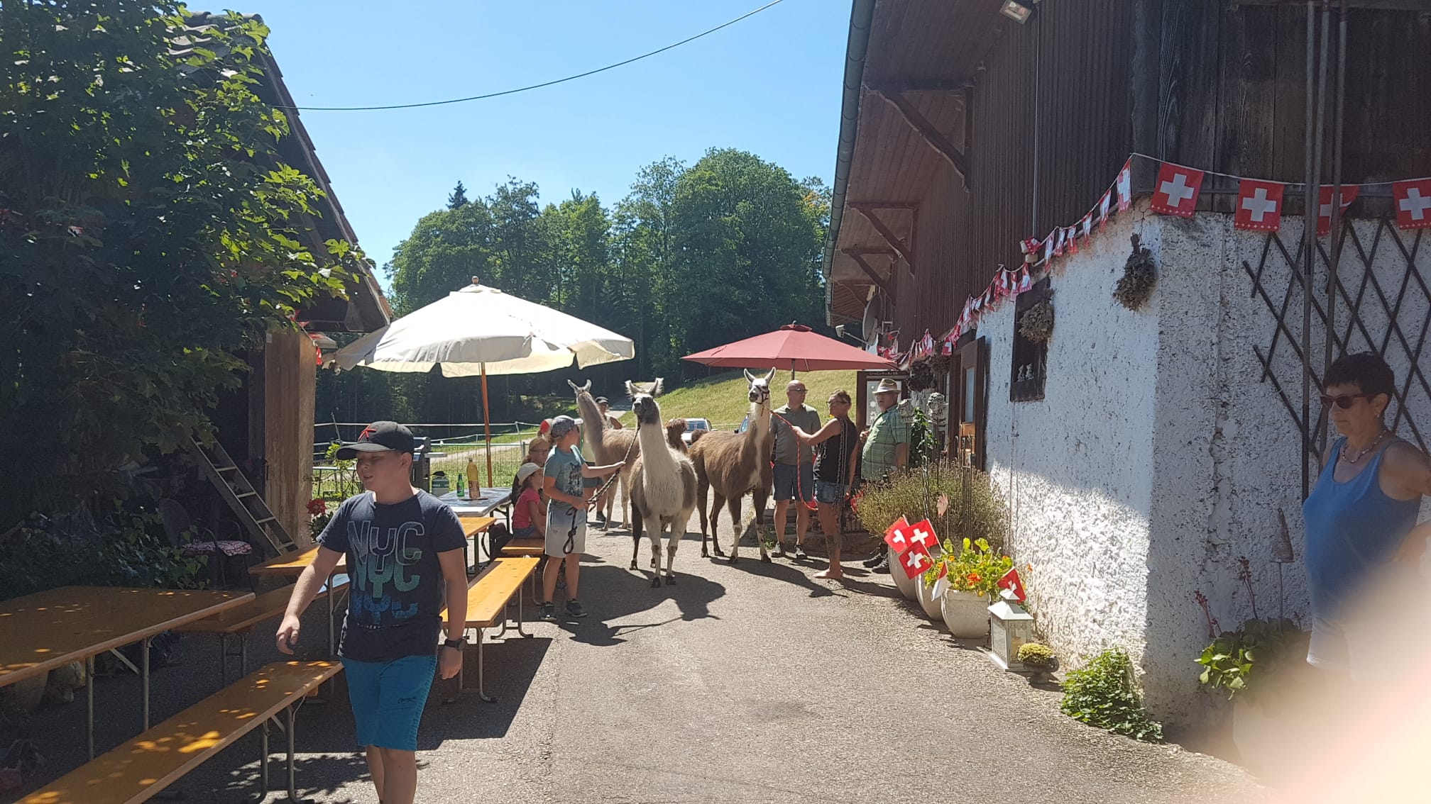 Lamatrekking