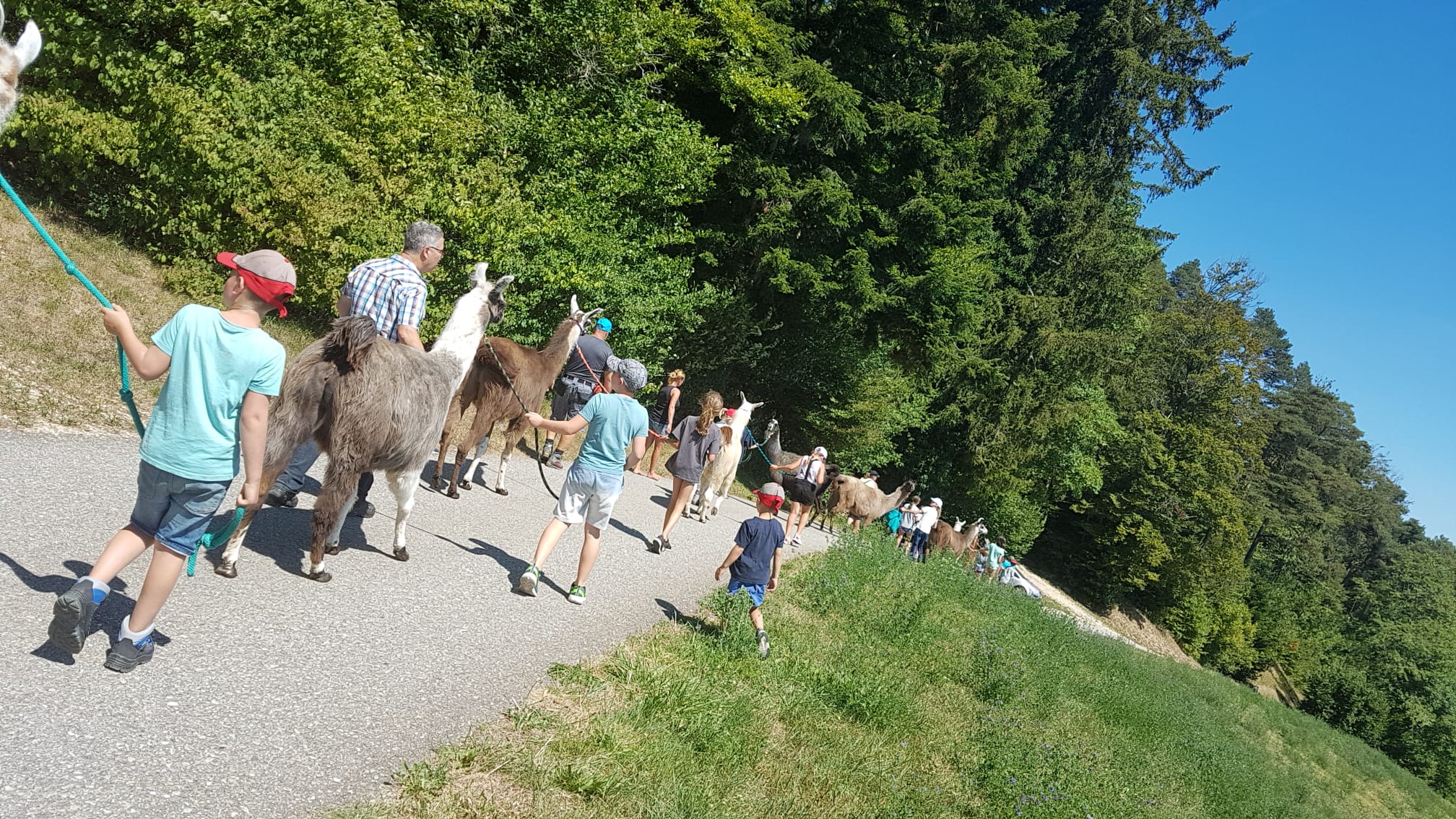 Lamatrekking