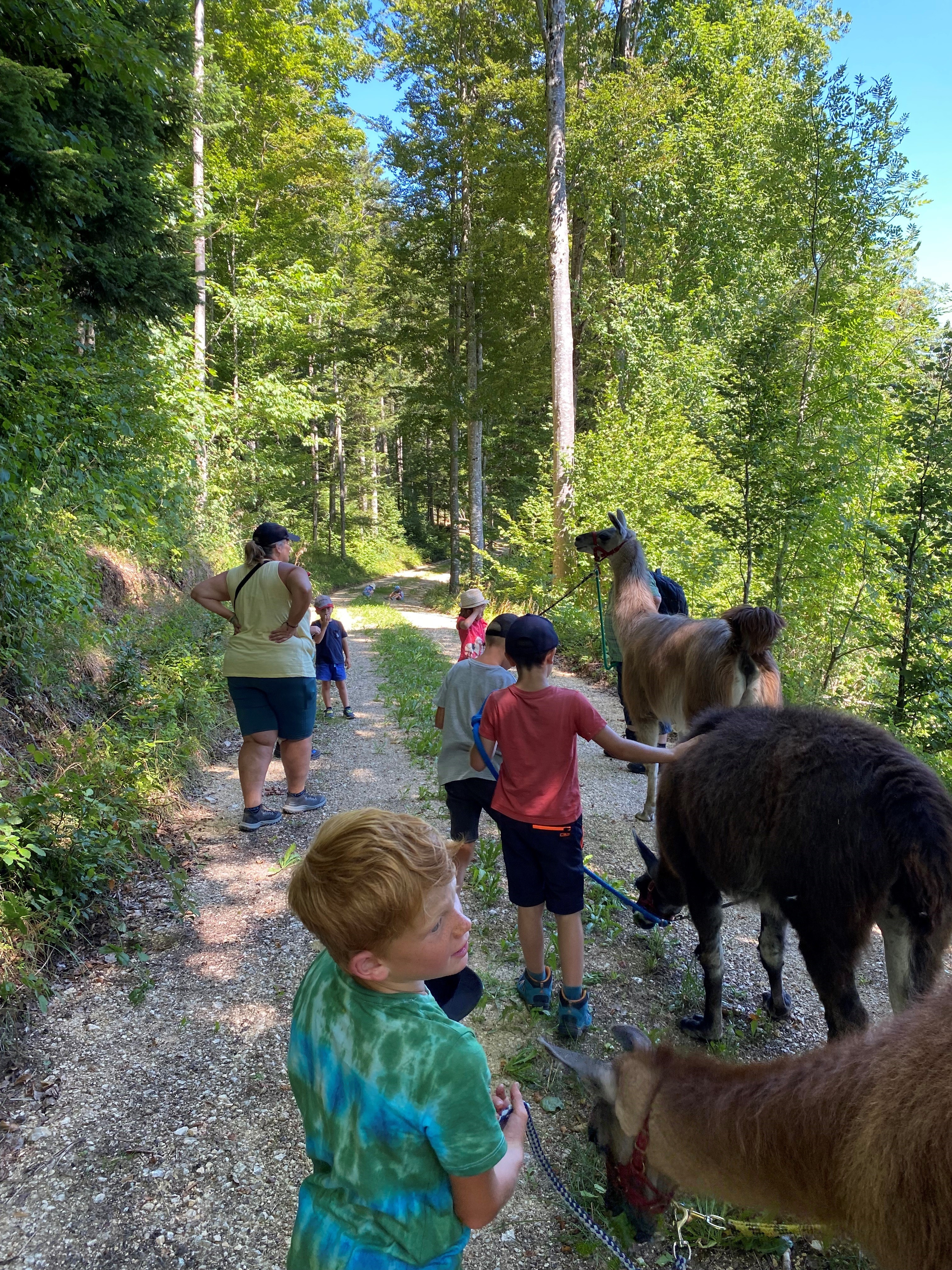Lamatrekking