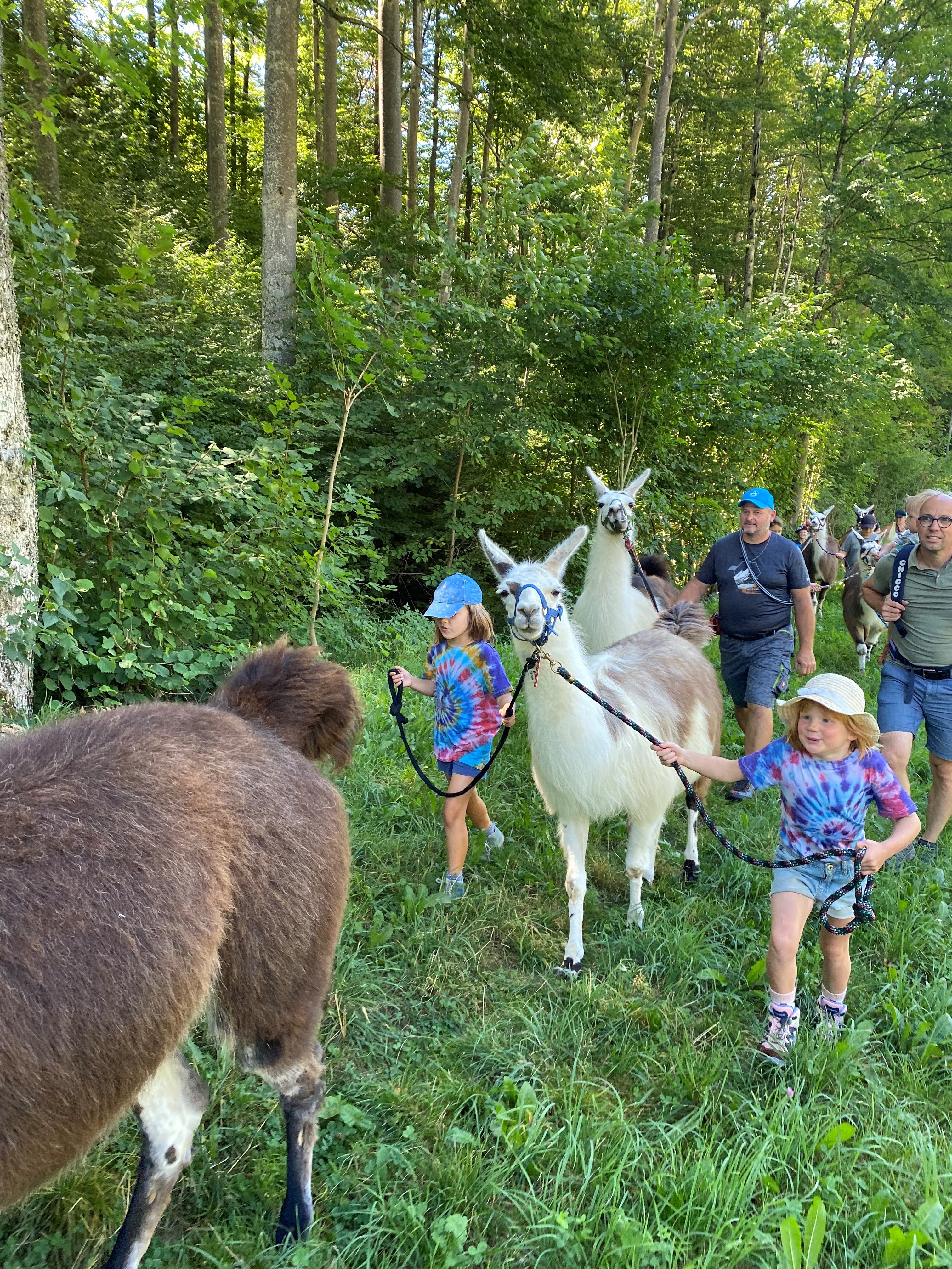 Lamatrekking