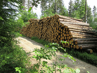 Holz