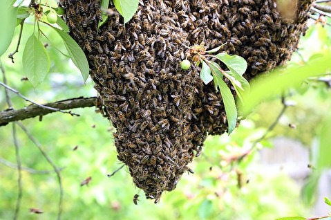 Bienenschwarm