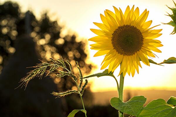 Sonnenblume im Sonnenuntergang by pexels.com