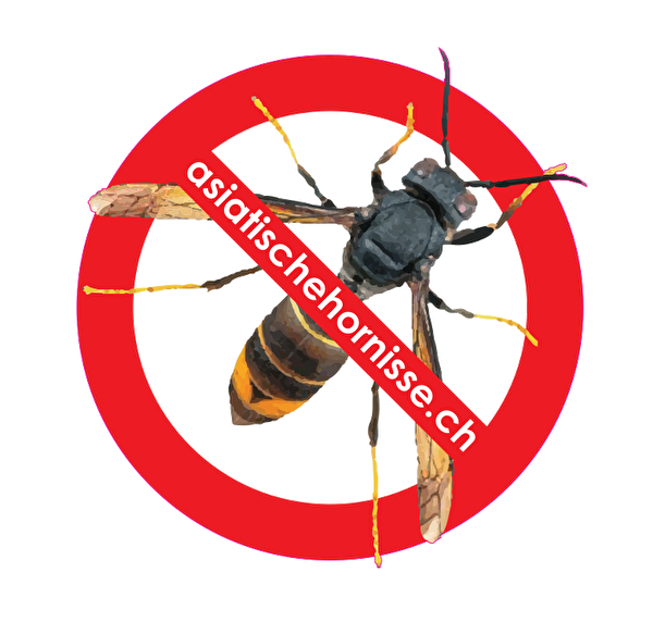 Bild der Asiatischen Hornisse