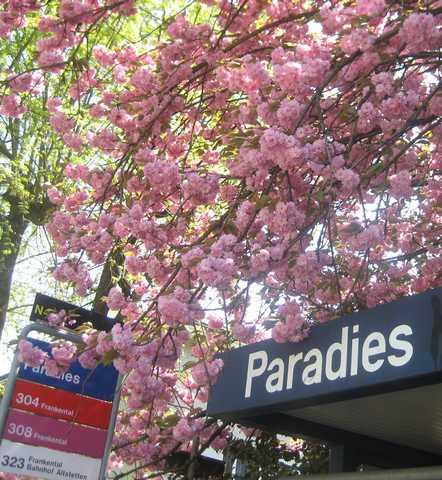 7. RANG	Erika Waeber (Paradies)