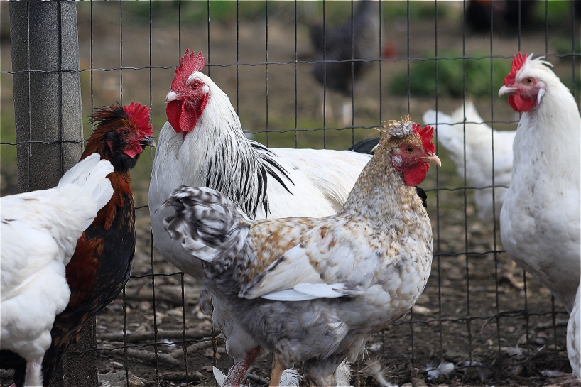 Urdorf - Vogelgrippe: Bund und Kantone haben die gesamte Schweiz zum ...