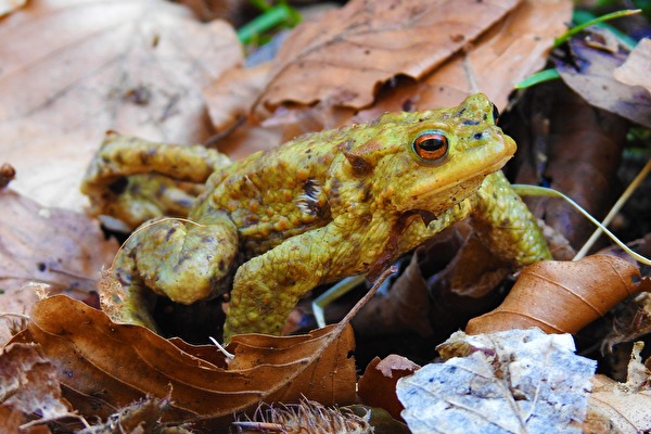 Amphibienwanderung: Hier ein Frosch