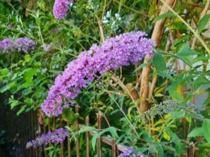 Sommerflieder