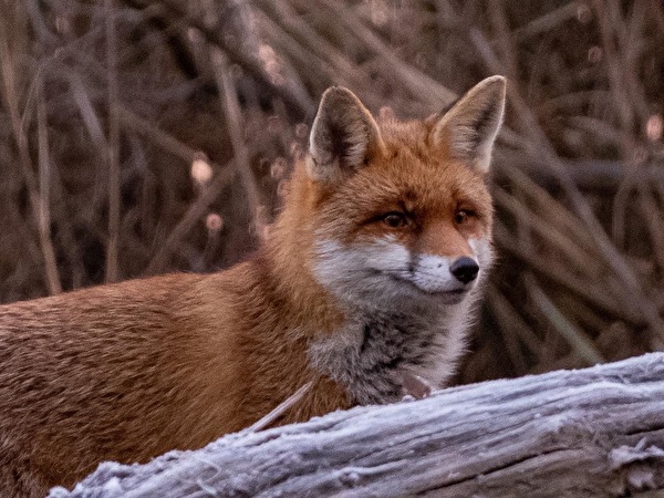 Fuchs
