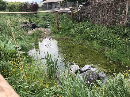 Ersatzteich 1 Jahr nach Erstellung