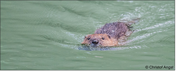 Schwimmender Biber