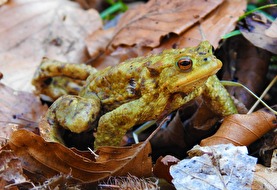 Amphibie