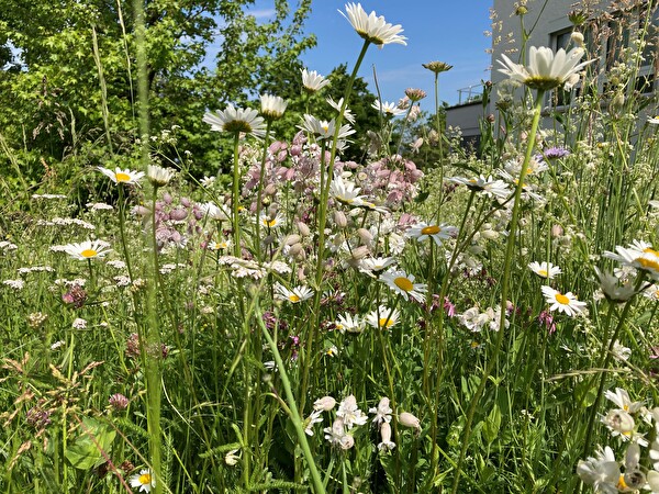 Wiese vor dem Gemeindehaus