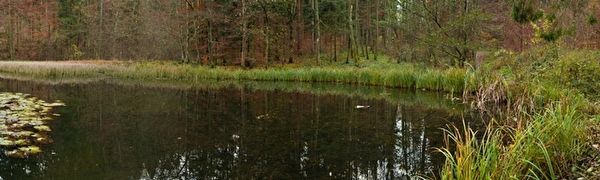 Waldweiher