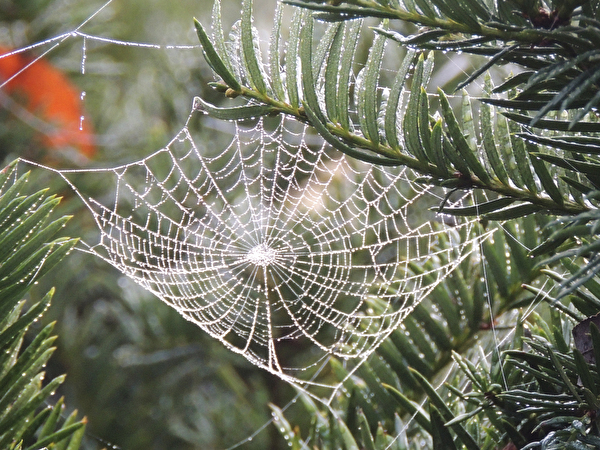 Natur Rang 1 - Rolf Bachmann