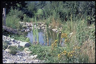 Spezielle Lebensräume mit einer eigenen Flora sind die Ruderalflächen im Naturgarten Wuliken. Dieser wurde vom Natur- und Vogelschutzverein (NVVB)liebevoll gestaltet