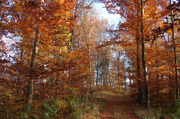 Herbstwald