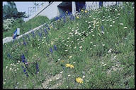 Blumen- oder Trockenwiesen sind selten in Birmensdorf. Man findet sie im Unteren Reppischtal, beim Bahnhof Birmensdorf, am Fürhoger und beim Wüeritalweiher