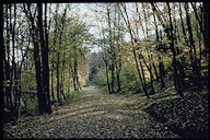 Laubmischwälder, besonders Buchenwälder mit einer Beimischung von Ahorn, Esche, Eiche, Hagebuche und Kirschbaum sind typisch
