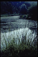 Der Wüeritalweiher wurde künstlich als Lehmweiher angelegt. Er ersetzt jene natürliche Teiche und Nassgebiete, welche die Reppisch durch das Mäandrieren gestalten würde.