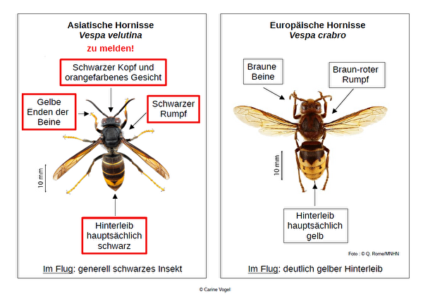 Unterschiede Asiatische / Europäische Hornisse