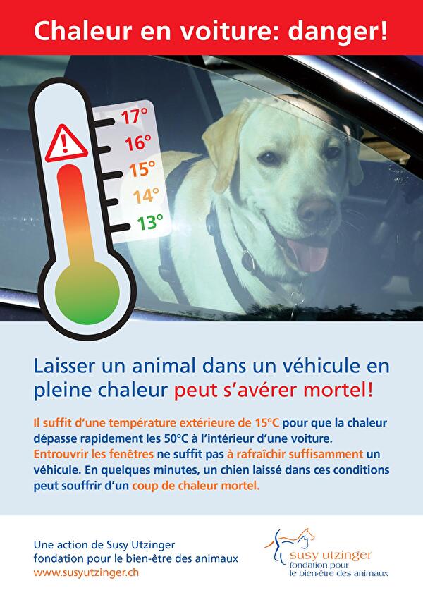 Chaleur en voiture : danger pour les chiens !