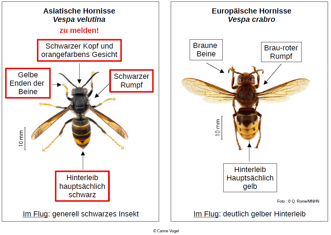 Asiatische Hornisse