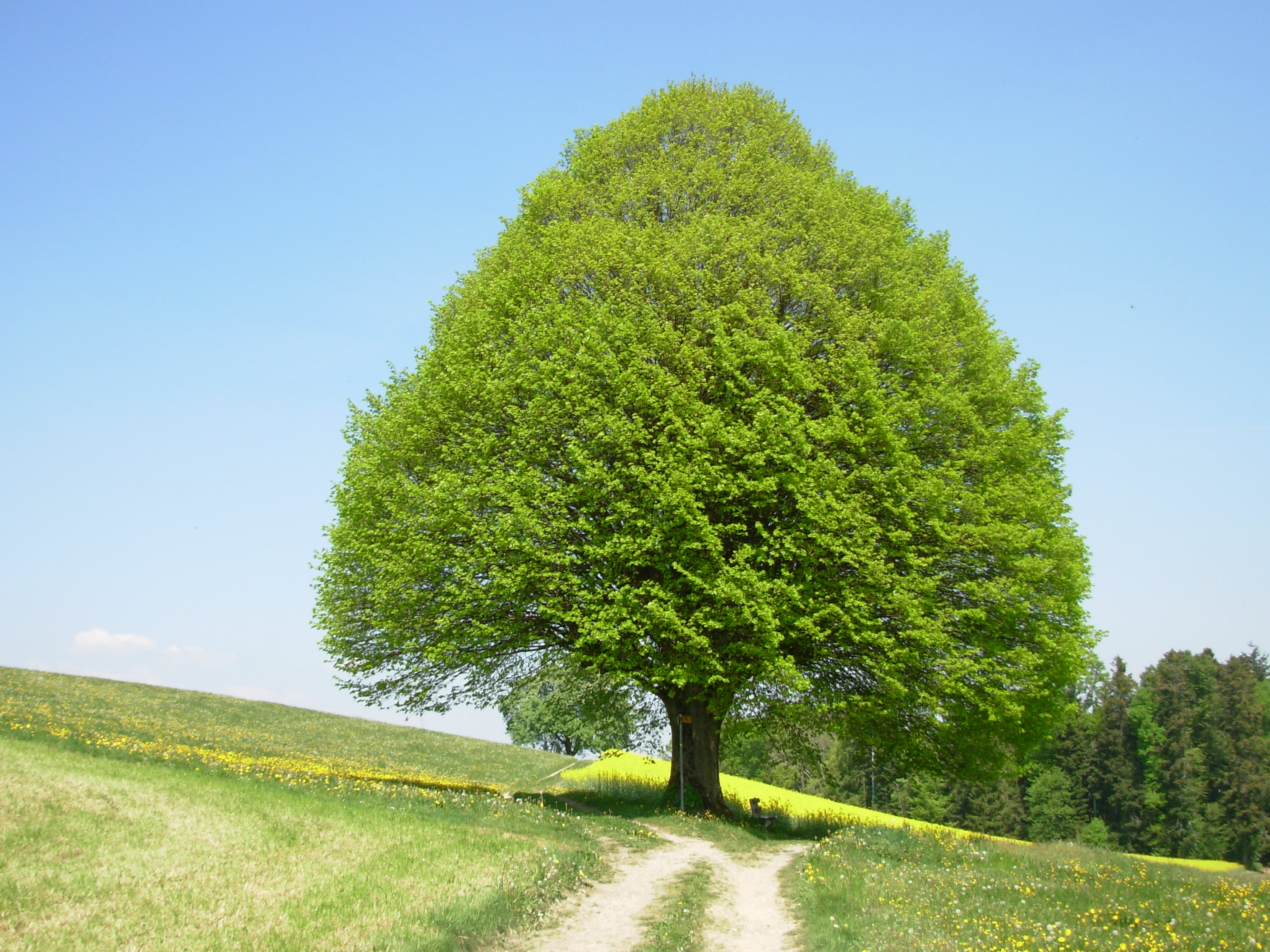 Lindenbaum Buuchi