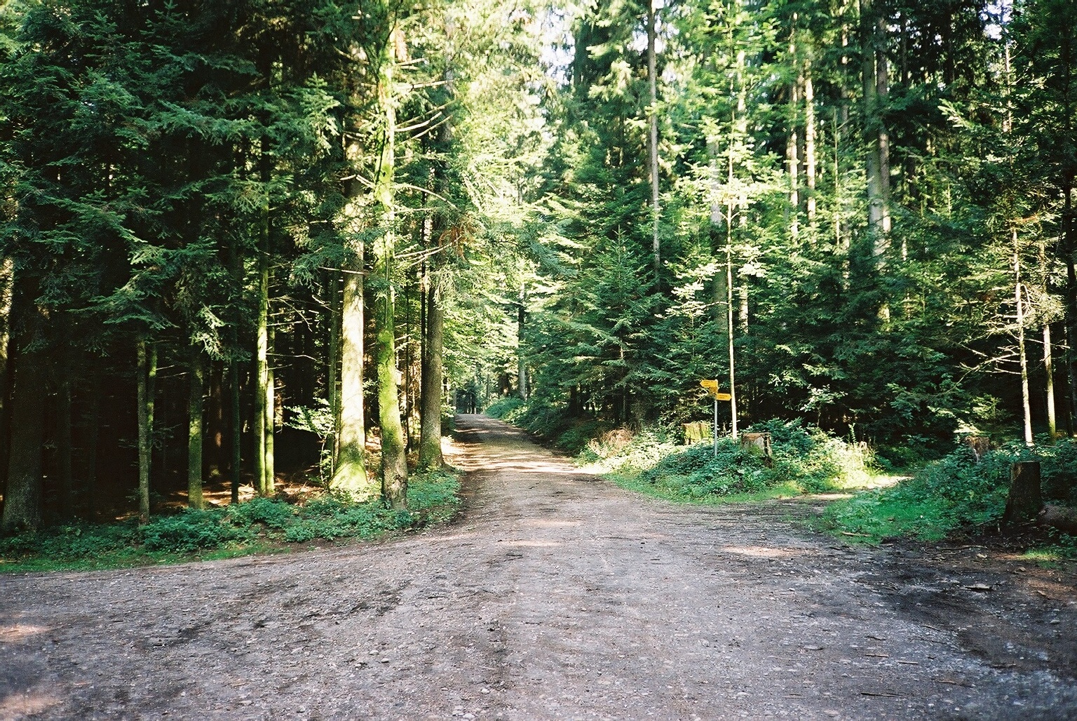 Zielackerwald