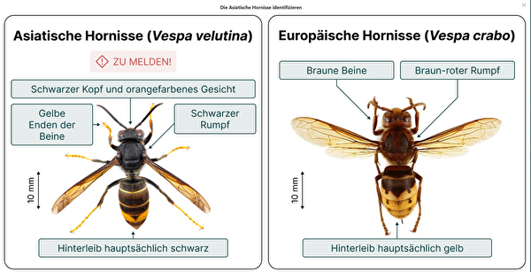 Asiatische Hornisse - Einheimische Hornisse