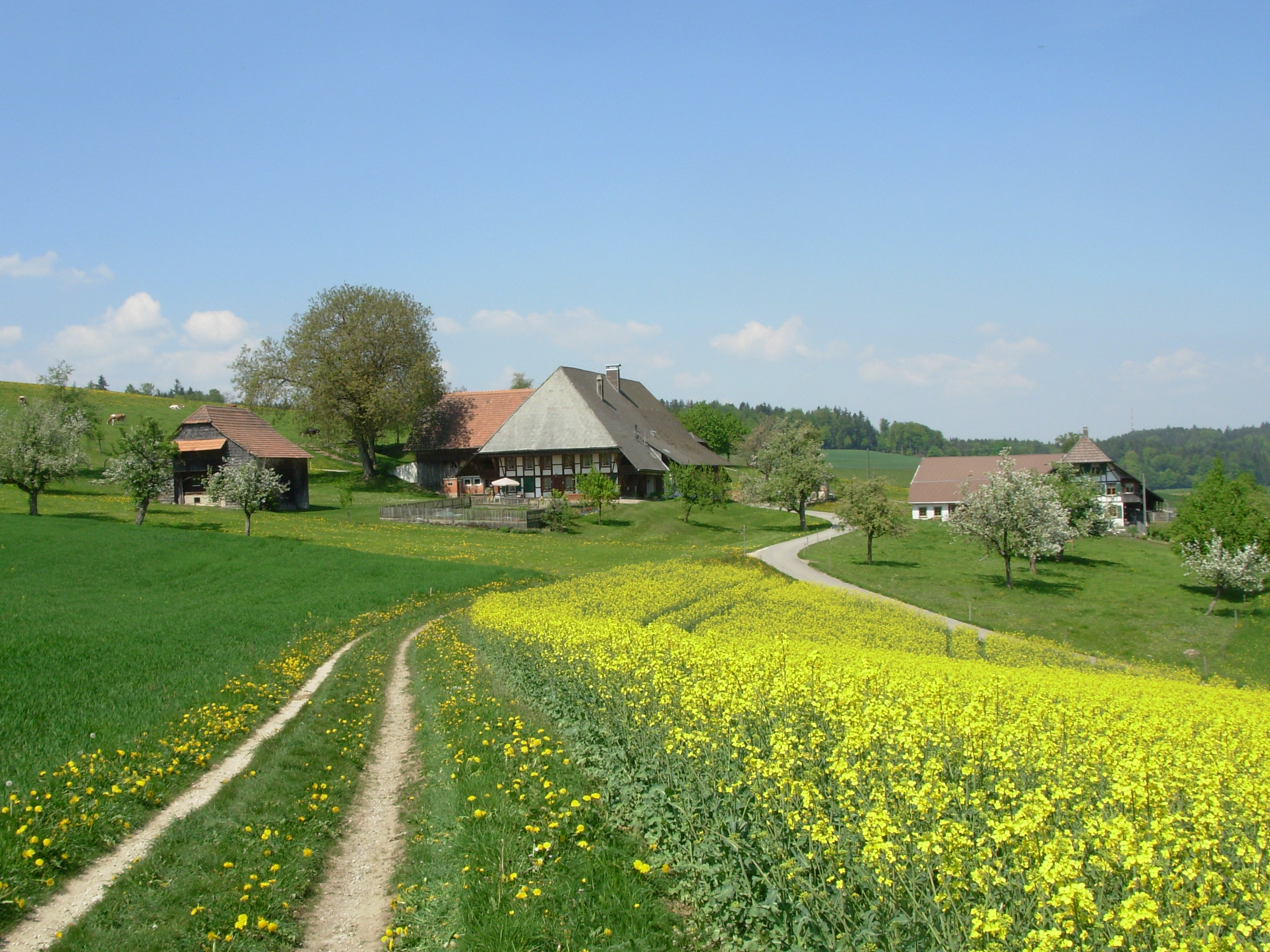 Buchi Leimiswil
